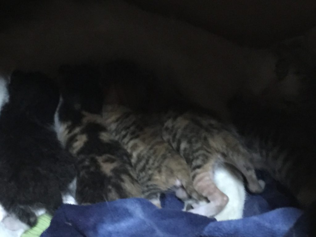 来たばかりの子猫たち