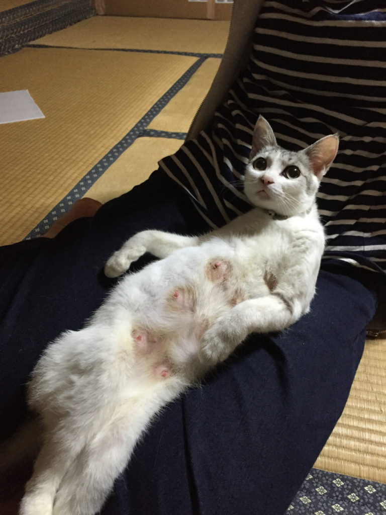 母猫の「白玉」です。見よ！このふてぶてしさ。